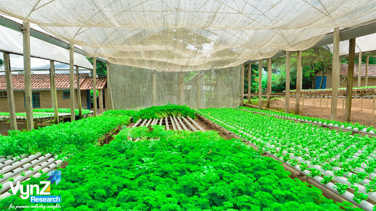 Hydroponics Farming: Why It’s the Future of Agriculture